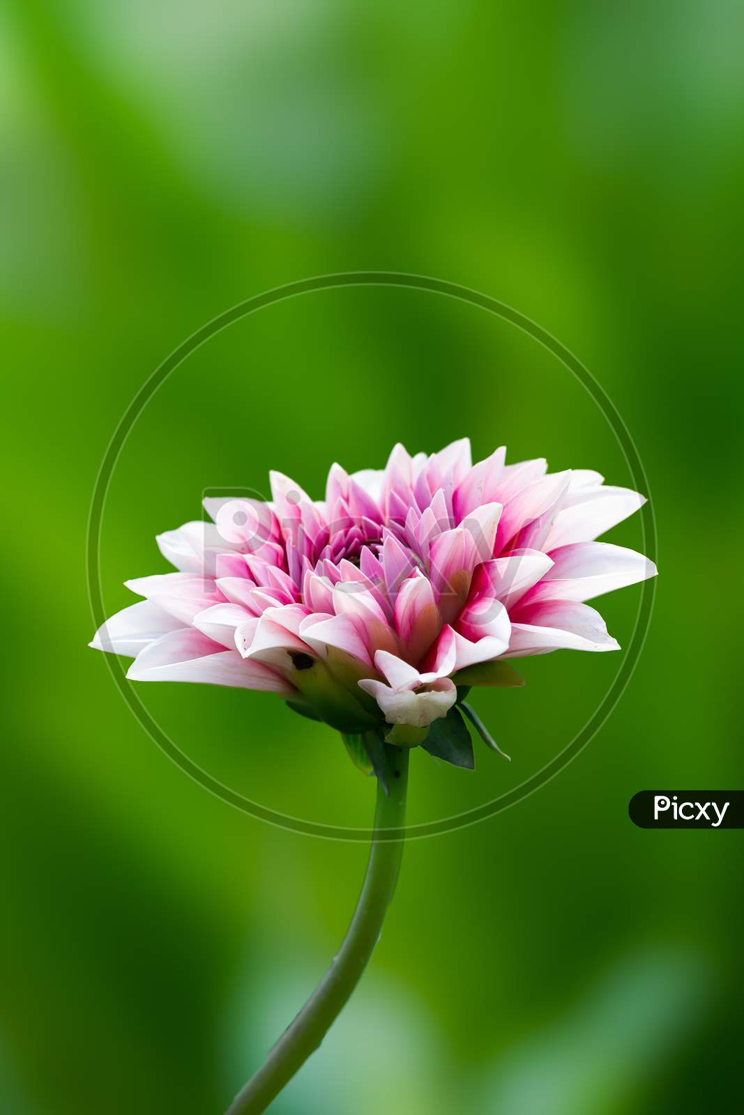 Beautiful Red And White Dalia Flower In The Garden On A Stem Over A Pretty Green Blur Background