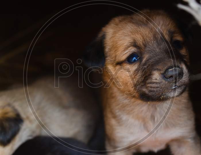 Portrait of puppy