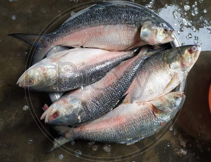 hilsha fish sets big size fish