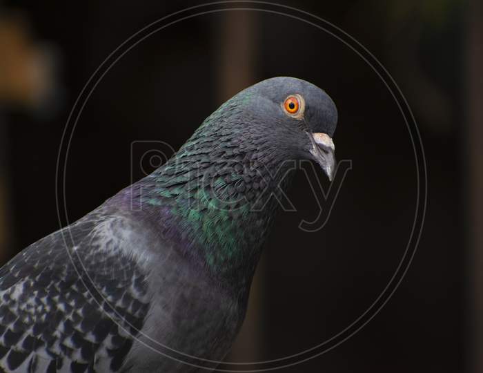 Best Shots Of Red Eye Bird Photo Of Asiatic Rock Dove Pigeon