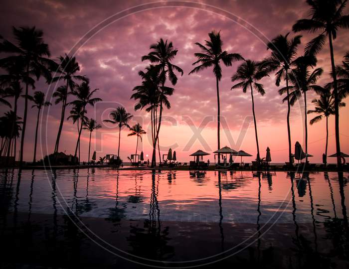 Low angle photo of coconut trees beside the body of water.