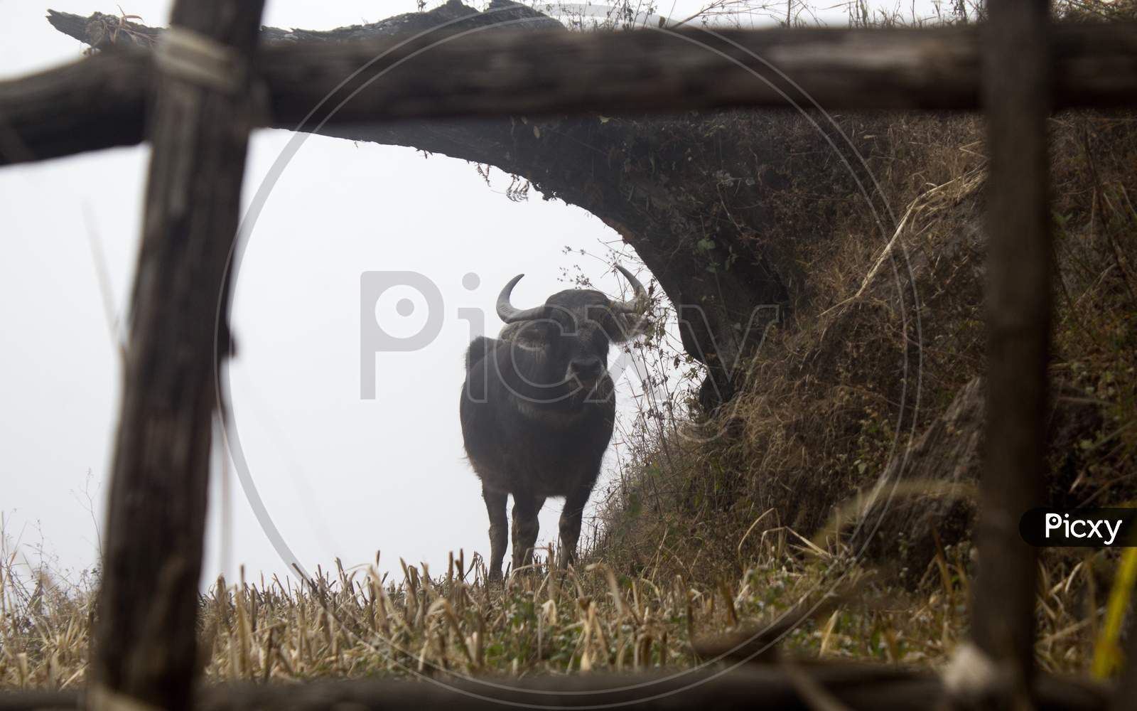 foggy weather and bullock