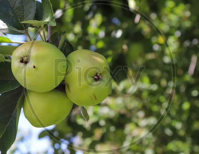 Green Apples On A Branch Ready To Be Harvested With A Selective Focus And Soft Bokeh
