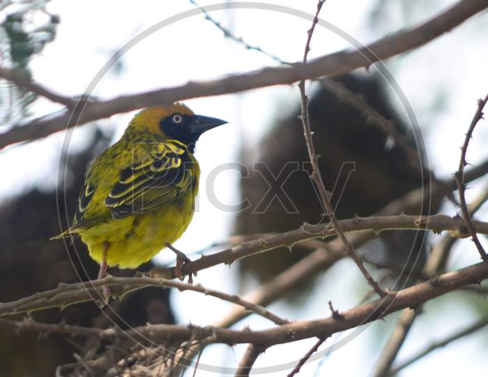 Bright Yellow Songbird
