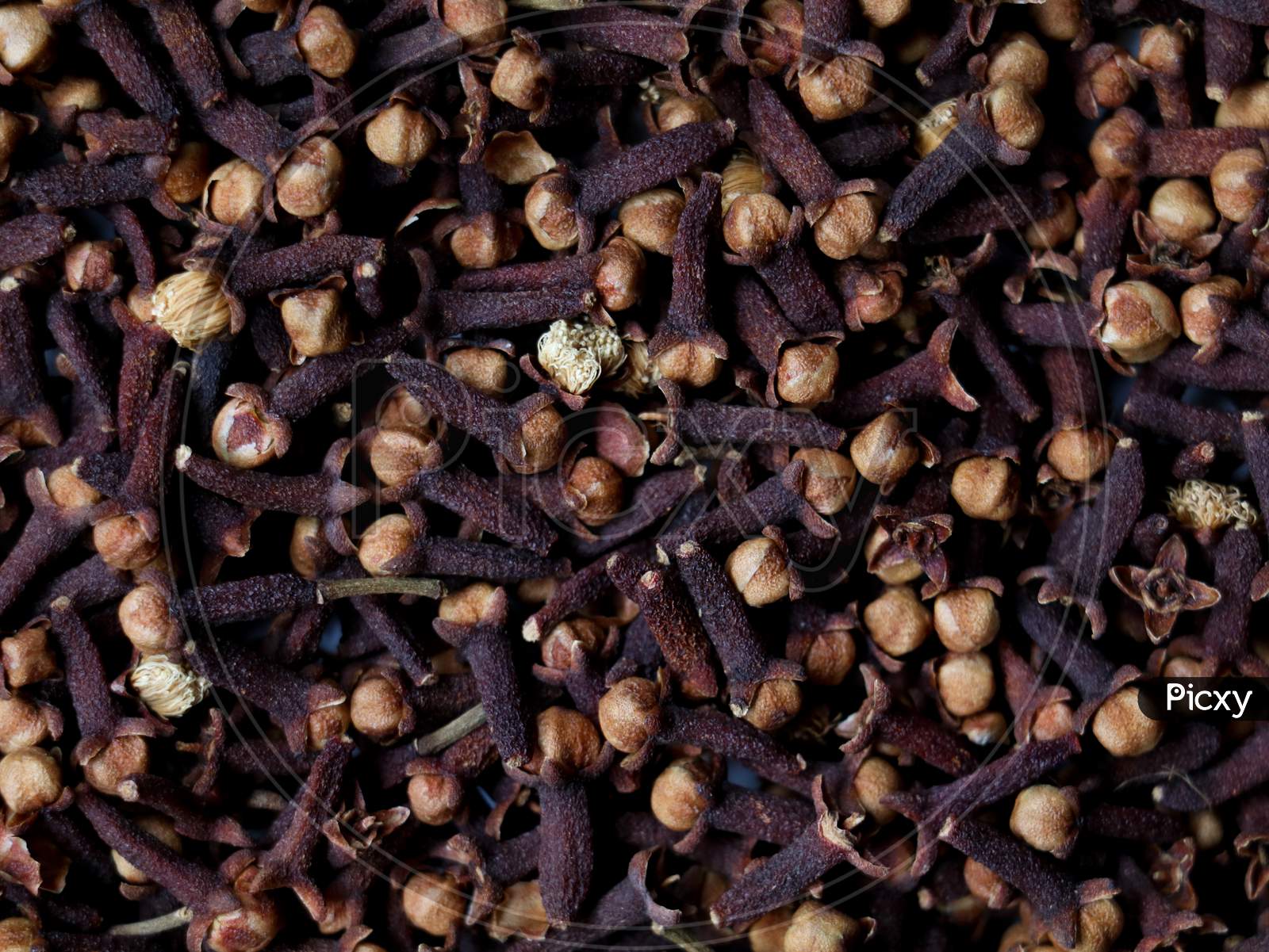 Brown Color Dried Cloves Spread As Texture