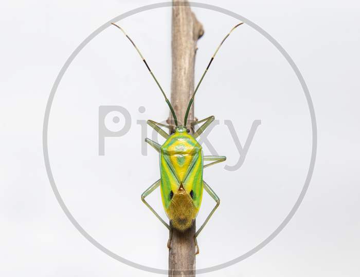 Shield Bug Sit On A Branch