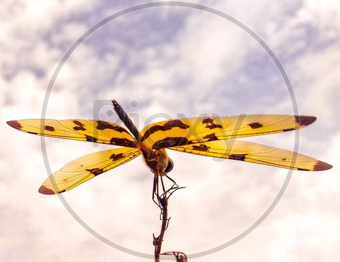 Dragonfly: looks like helicopter