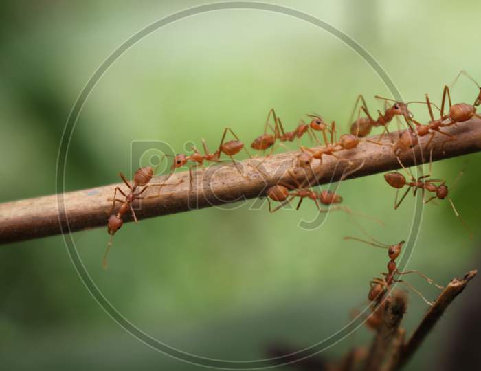 Red Ants Are Harmonious, Communicating, Helping Each Other Build Nests