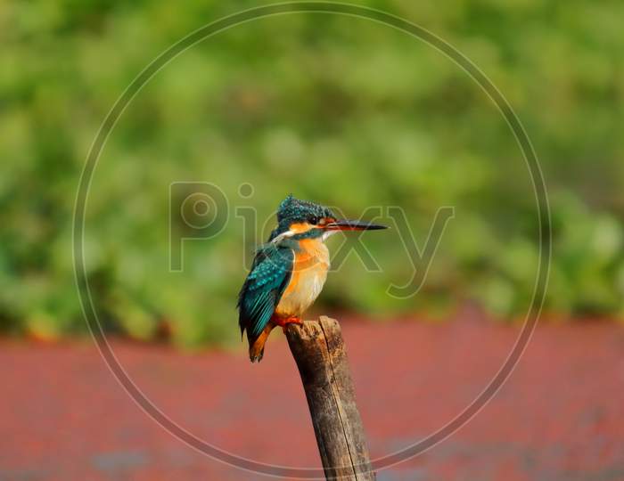 a common kingfisher or eurasian kingfisher (alcedo atthis) sitting on a branch at purbasthali bird sanctuary (chupi lake or chupir char) in west bengal, india