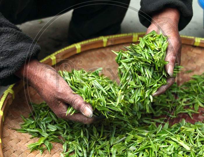 A Man Is Collecting Green Leaves By His Hands