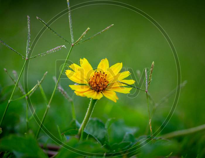 close up Grass flower,sharp background and micro yellow flower