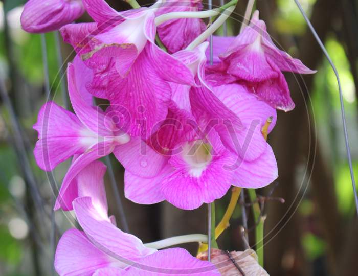 The Orchid Flowers Are A Diverse And Widespread Family  With Blooms That Are Often Colourful And Fragrant
