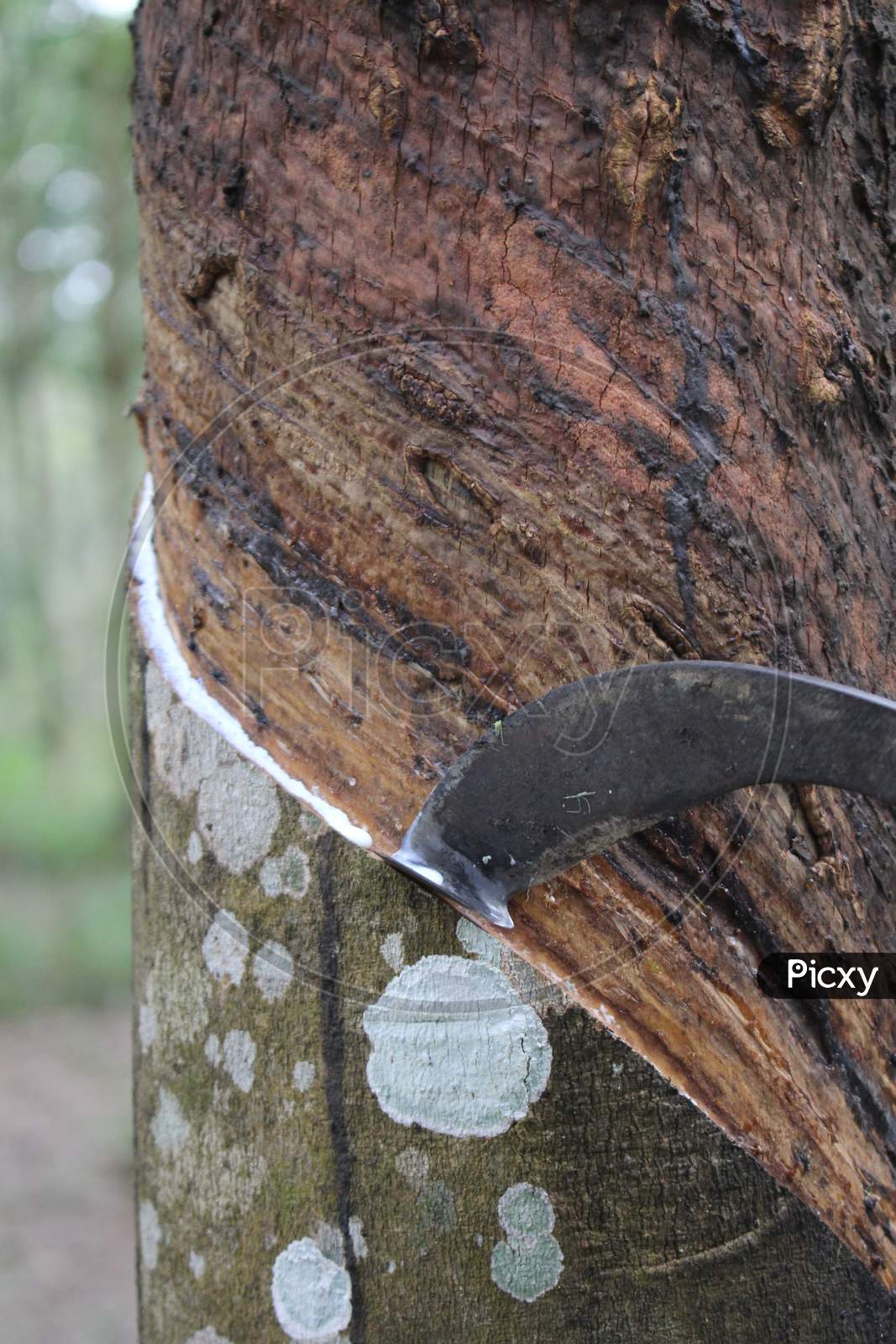 How To Rubber Tapping Rubber Plantation And Tapping Equipment Images