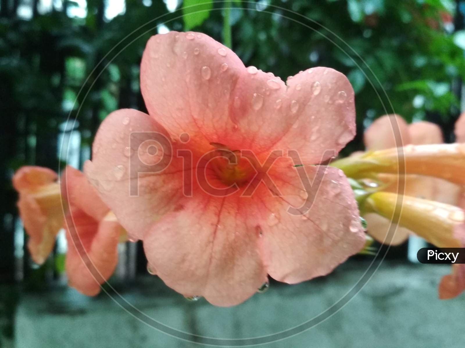 Beautiful flower with rain drops