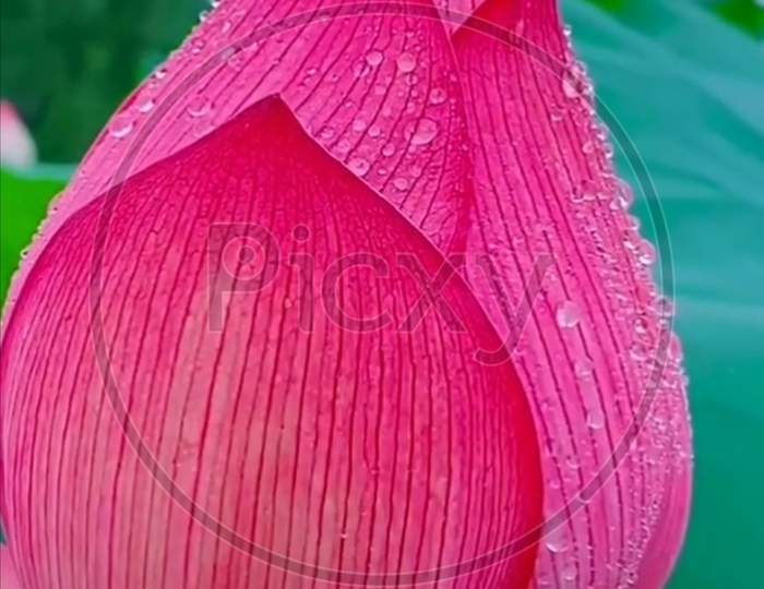 Beautiful pink flower, pink flower, lotus