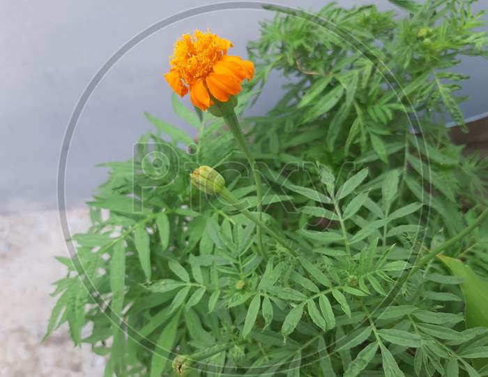 Genda flowers and plant