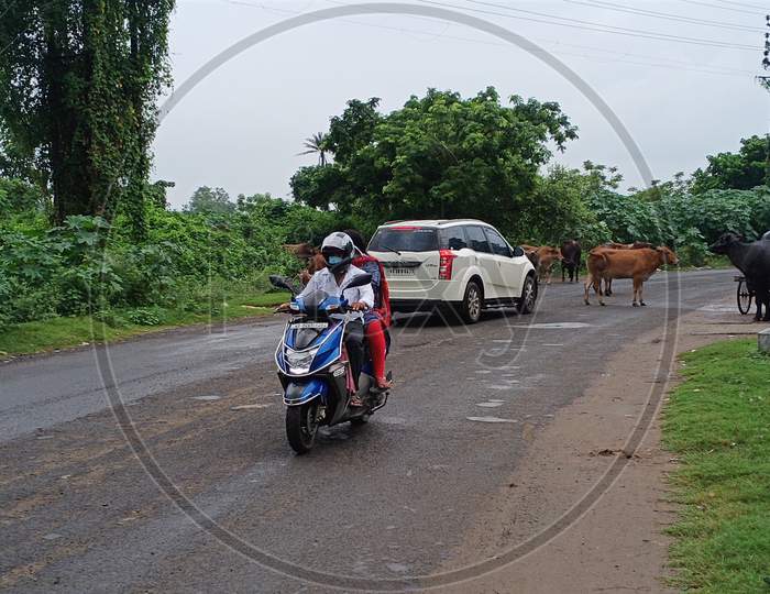 Animal on road in West Bengal