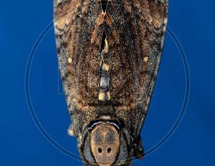 Close Up Of Lesser Death'S Head Hawkmoth