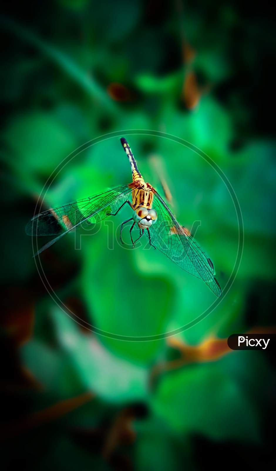 Dragonfly closed pic capture