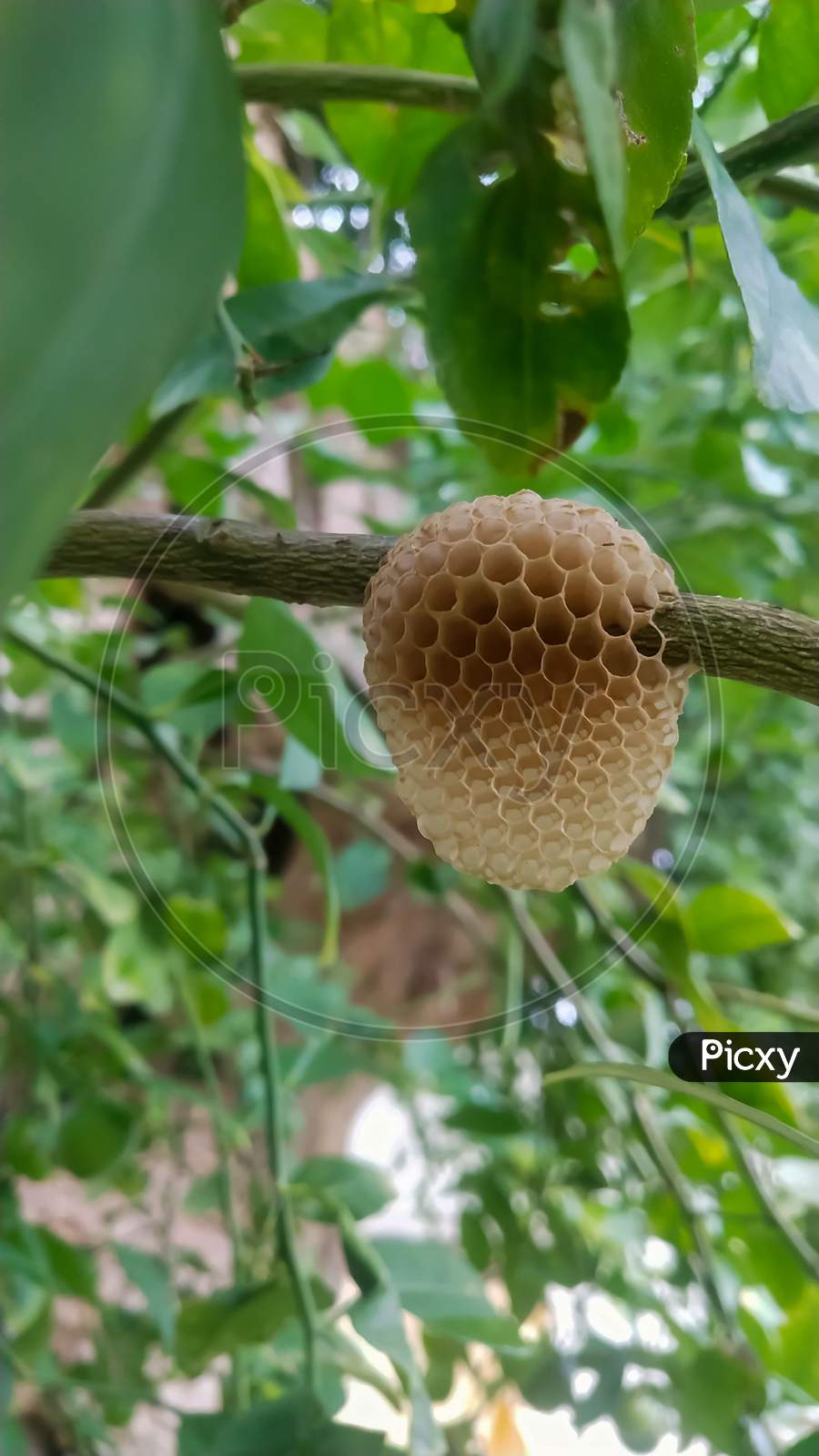 Empty honeycomb on the tree