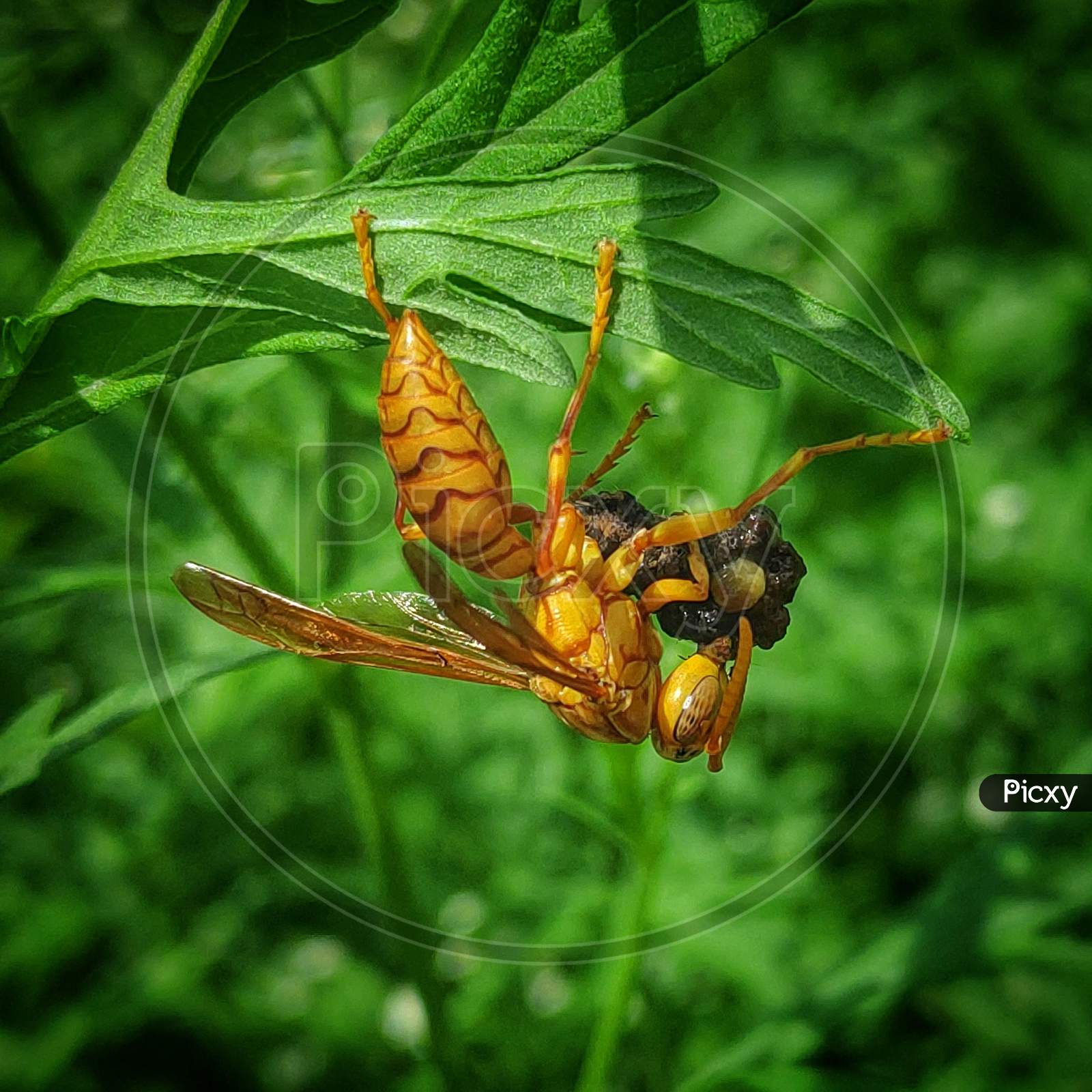 Sting wasp