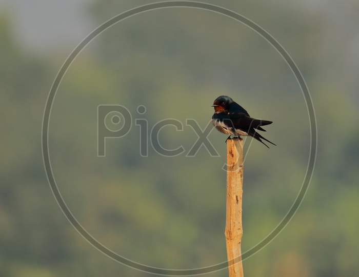 a barn swallow (hirundo rustica) perching on a branch, at purbasthali bird sanctuary (chupi lake or chupir char) in west bengal, india