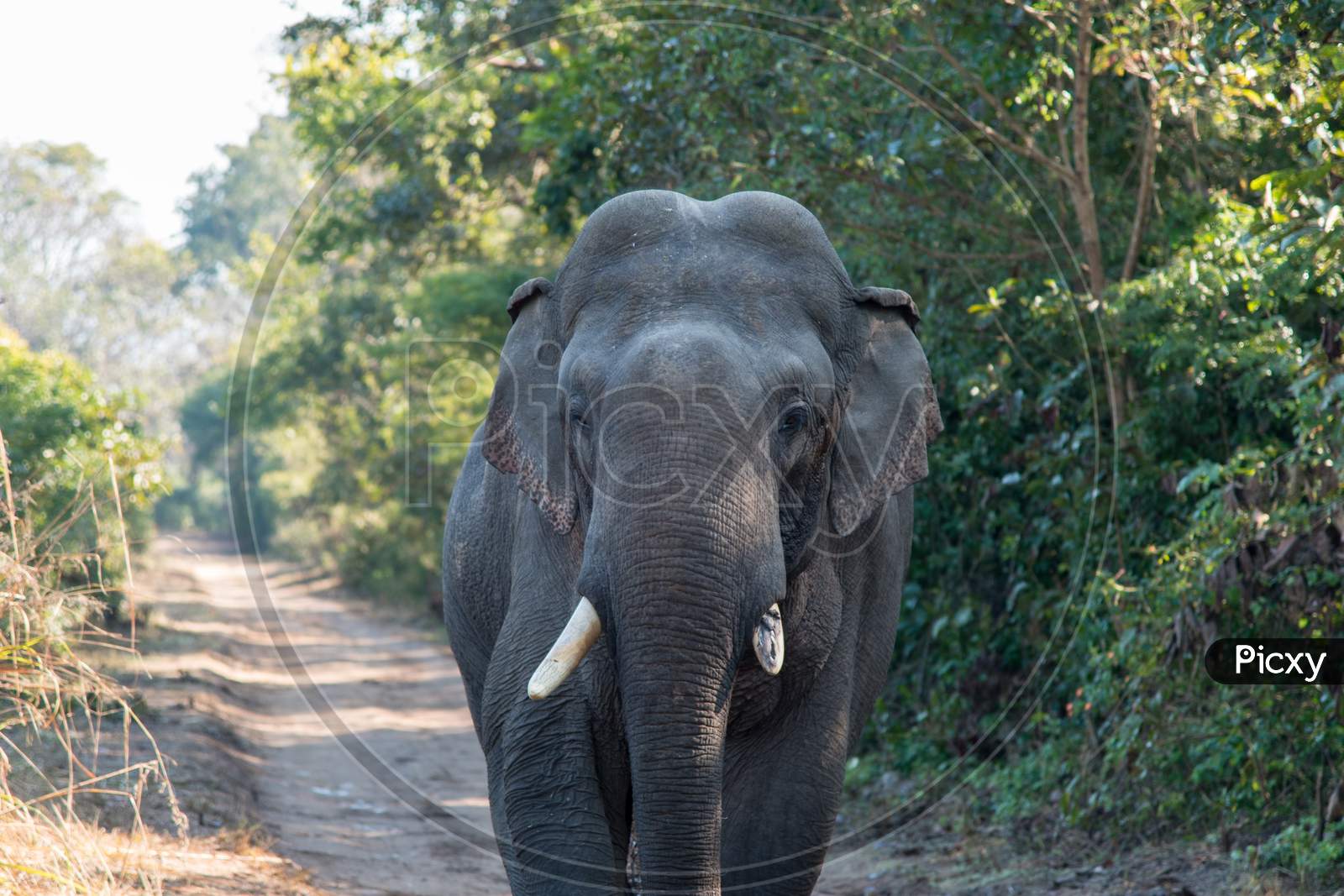 Close up of an Indian elephant in the forest