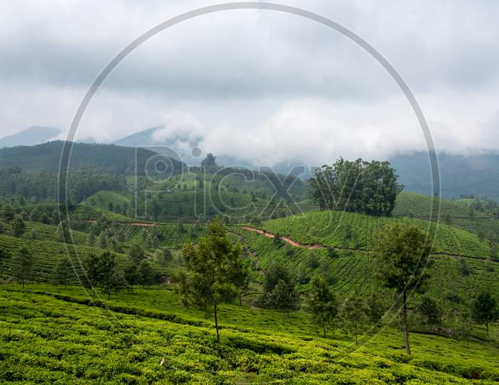 Beautiful tea gardens and landscape in the mountains on a foggy day