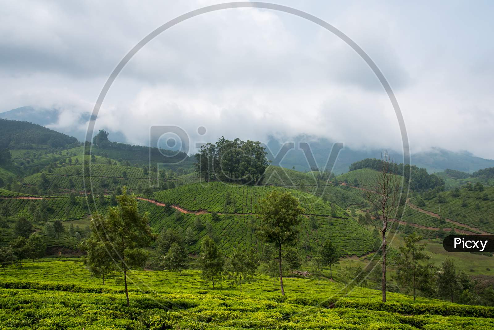 Dense fog and clouds over beautiful tea gardens