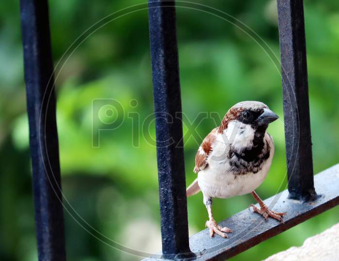 Indian Sparrow Sitting On A Railing