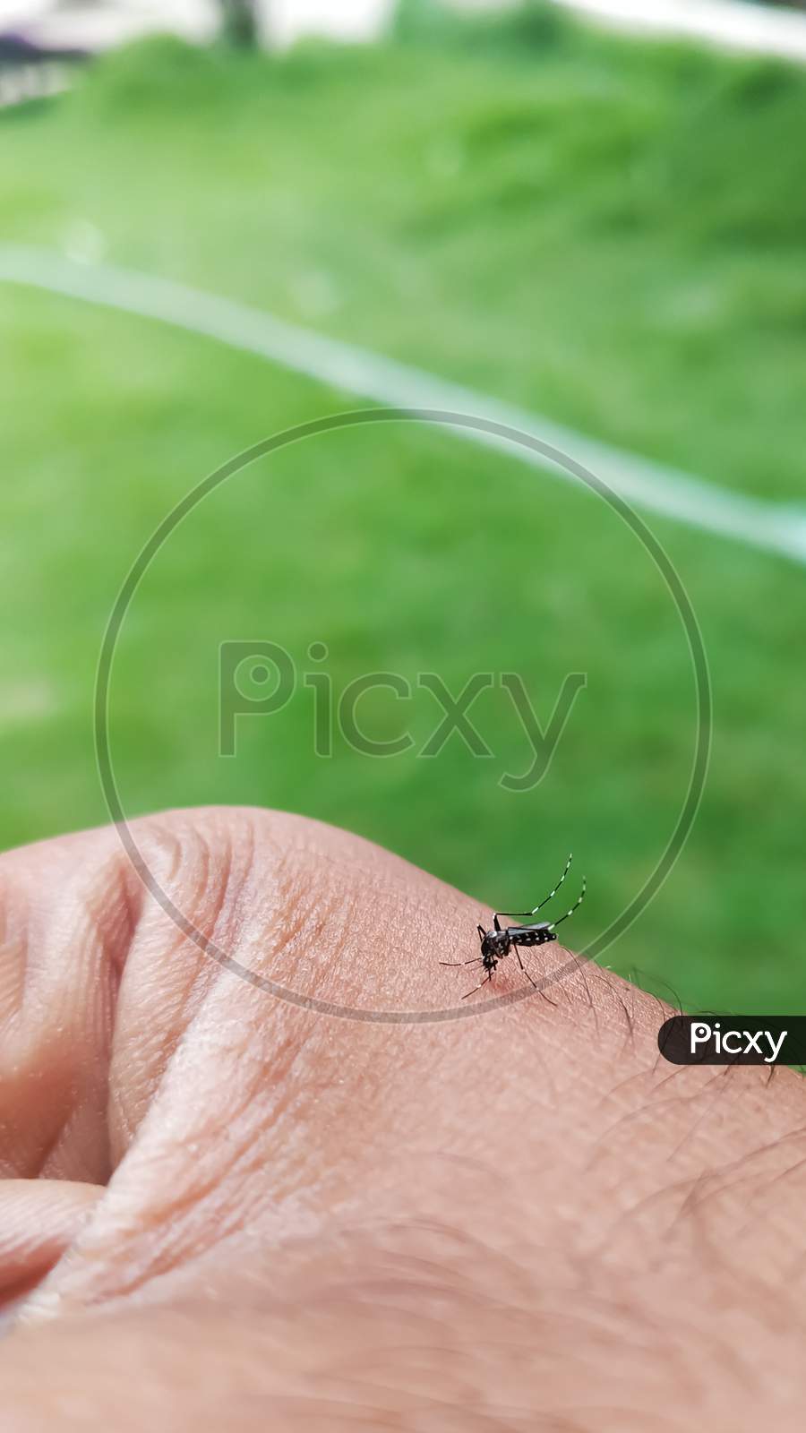 Mosquito on the hand