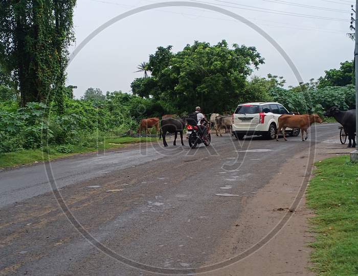 Animal on road in West Bengal