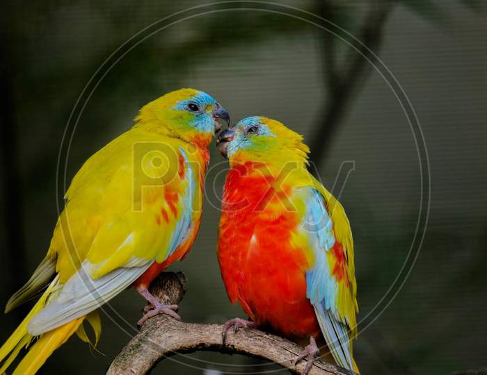 Parakeet bird