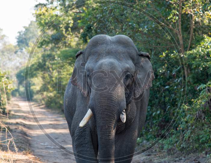 Close up of an Indian elephant in the forest