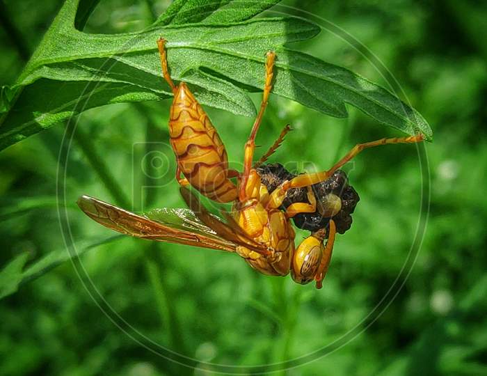 Sting wasp