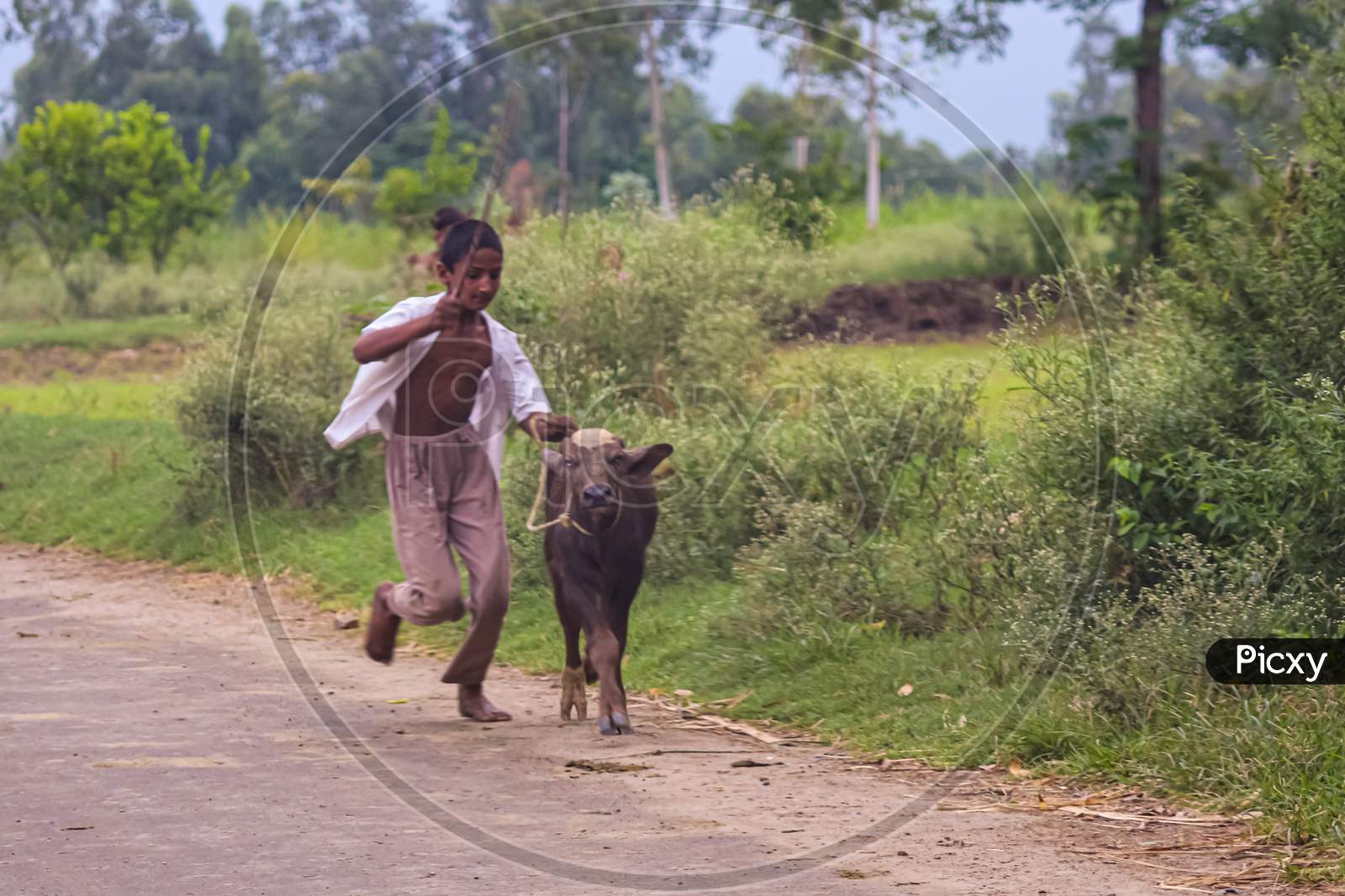 boy running  behind the calf