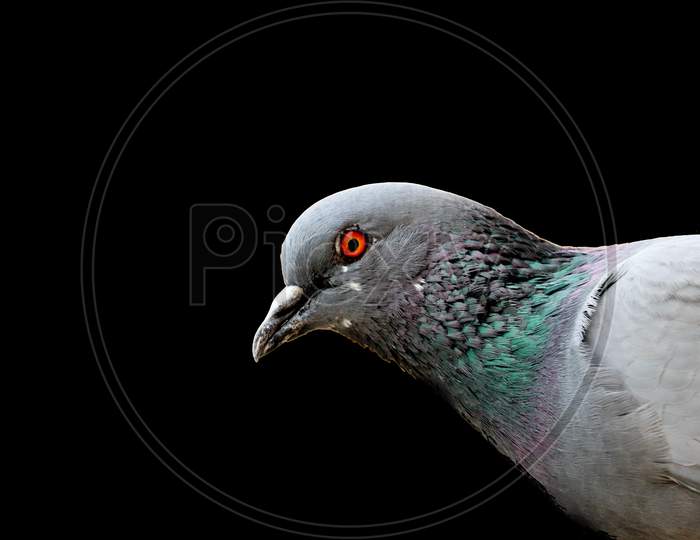 Isolated Home Pigeon Closeup With Black Background