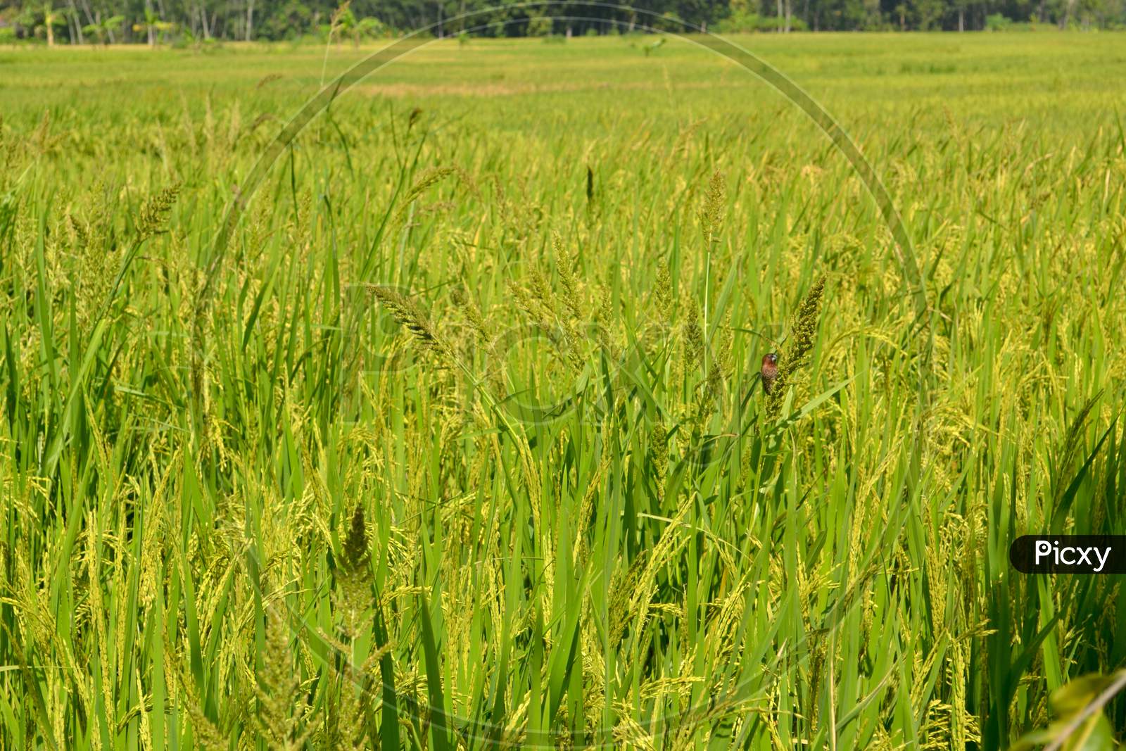 Natural Landscape Rice Fields With Yellow Paddy