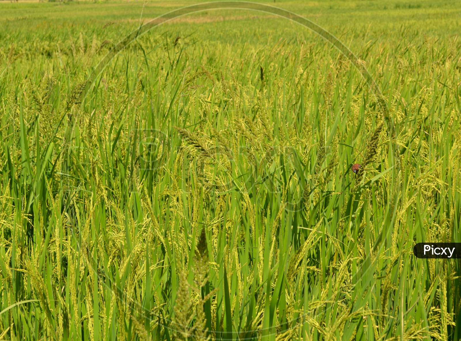 Rice In Yellow Rice Fields Ready For Harvest
