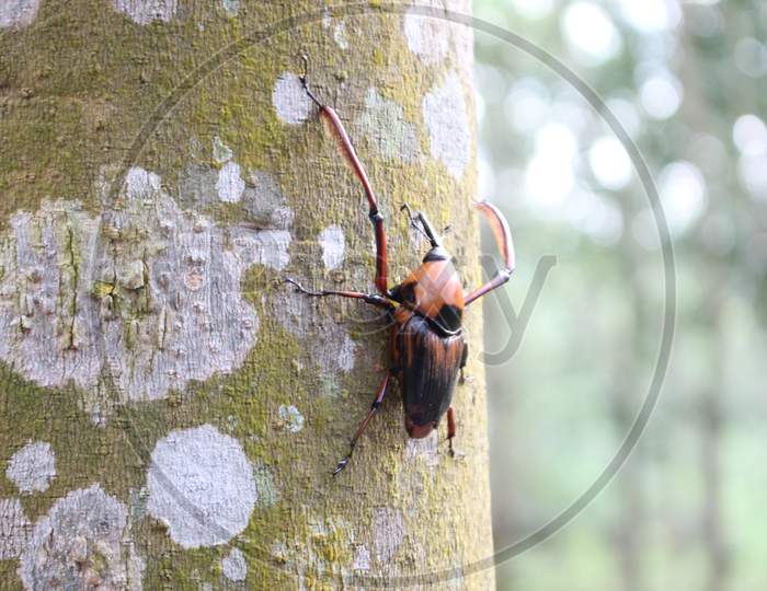 Weevils Penetrate Bamboo Shoots To Capture Rubber Trees