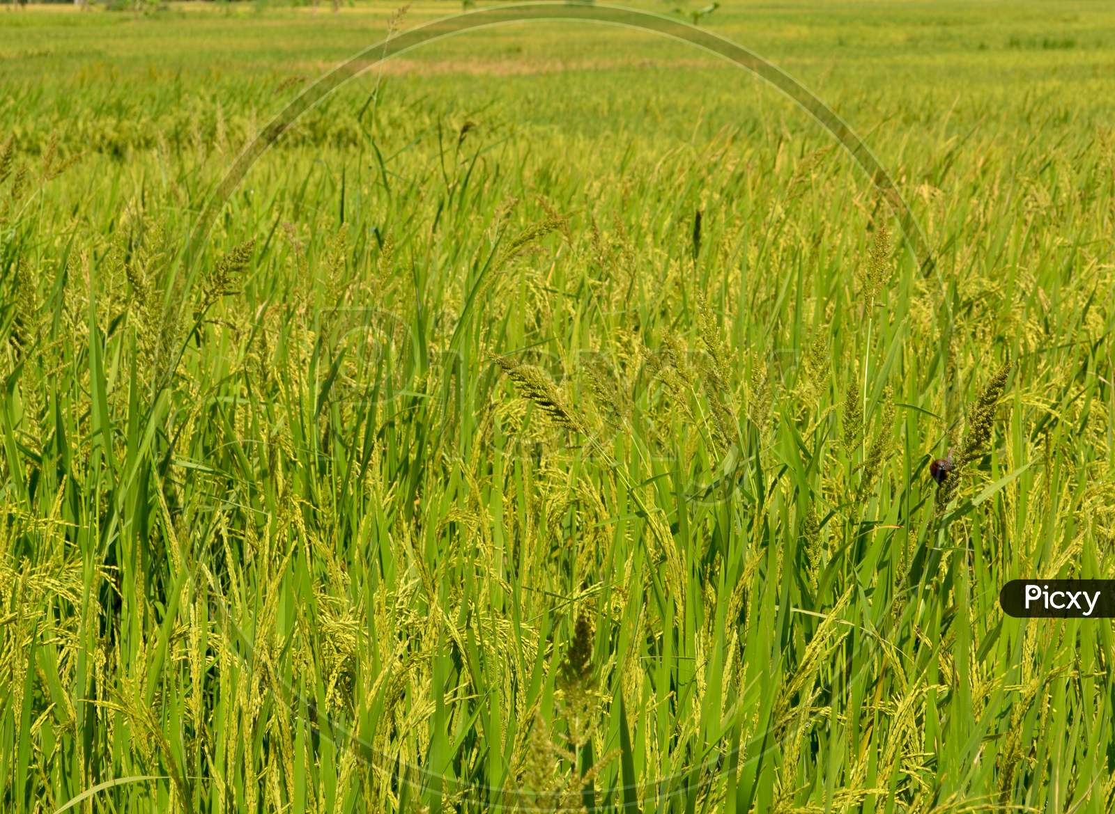 Natural Rice Fields With Yellow Rice