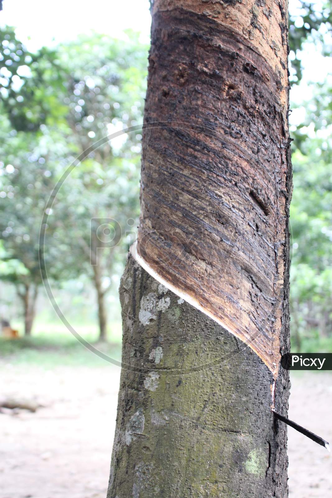 How To Rubber Tapping Rubber Plantation And Tapping Equipment Images