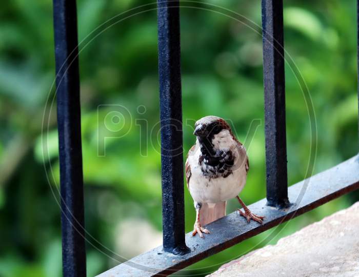 Indian Sparrow Sitting On A Railing