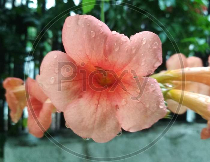 Beautiful flower with rain drops