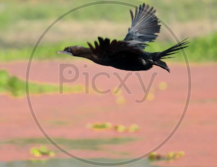 flying little cormorant (microcarbo niger) at purbasthali bird sanctuary (chupi lake or chupir char) near kolkata in west bengal, india