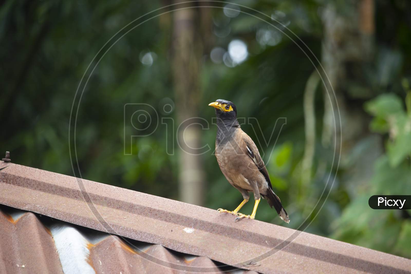 Mynah Is Standing On Tin Shed House And Looking Somethings For Eat. Common Myna Finding Food.The Common Myna Or Indian Myna In Bangladesh,Asia.Back Side And Font Side Of Myna.Acridotheres.Wildlife