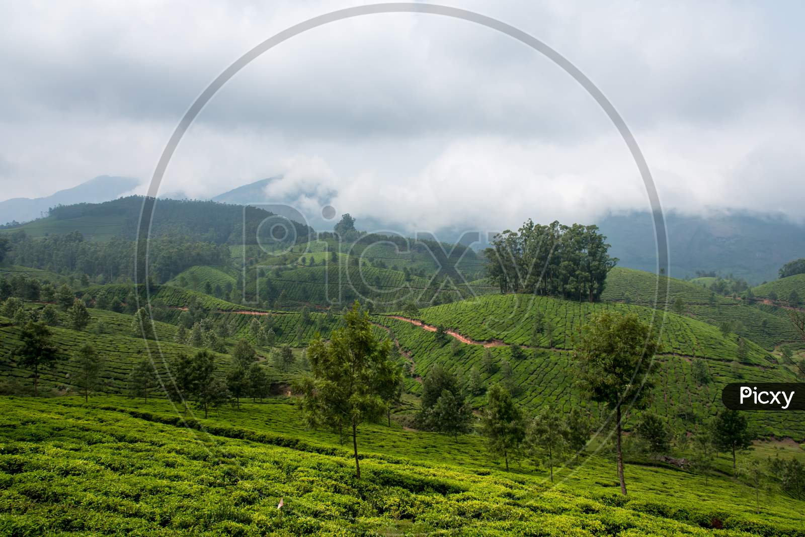 Beautiful tea gardens and landscape in the mountains on a foggy day
