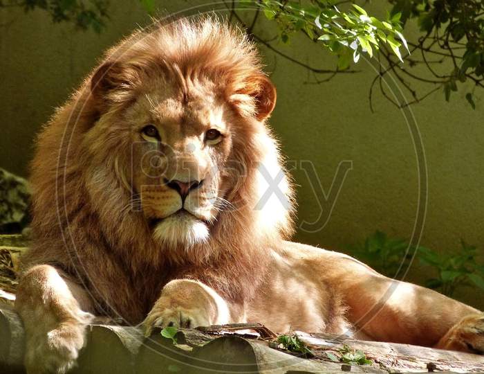 Beautiful lion sitting in forest