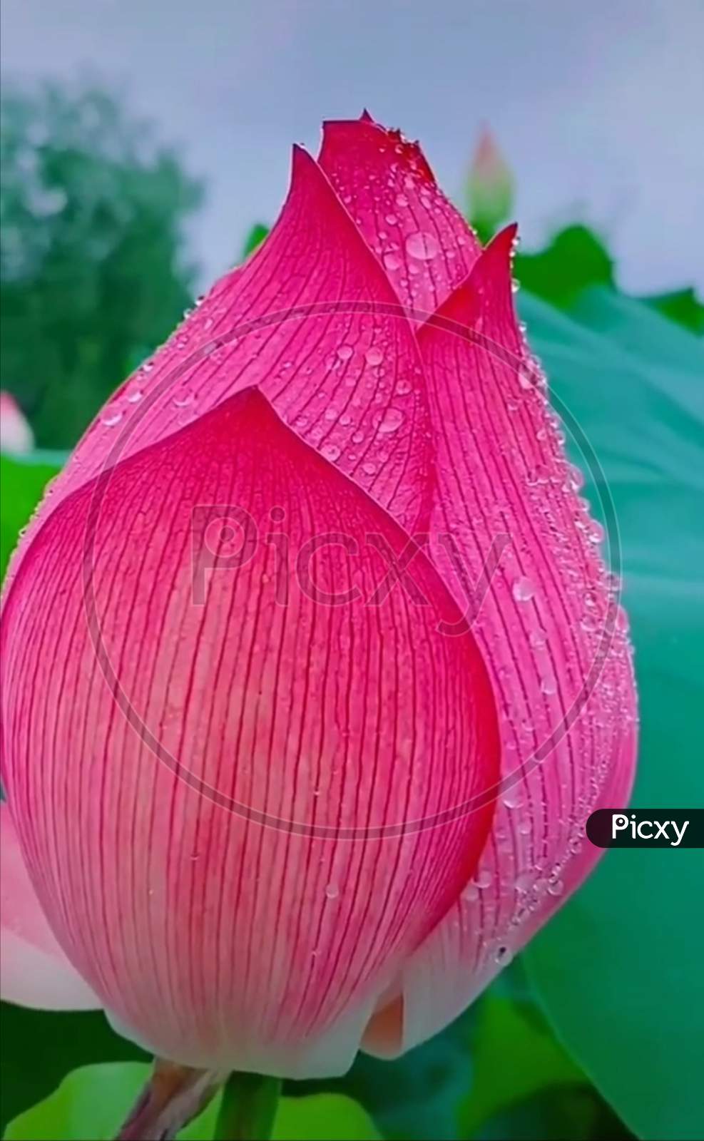 Beautiful pink flower, pink flower, lotus