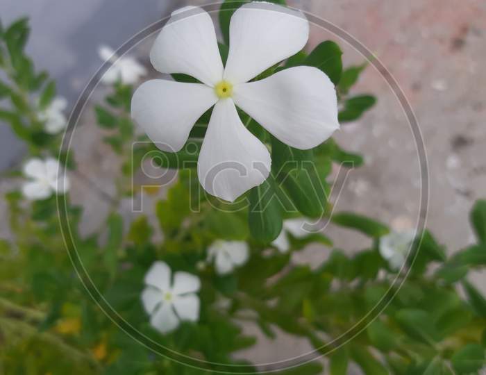 White flower and plant